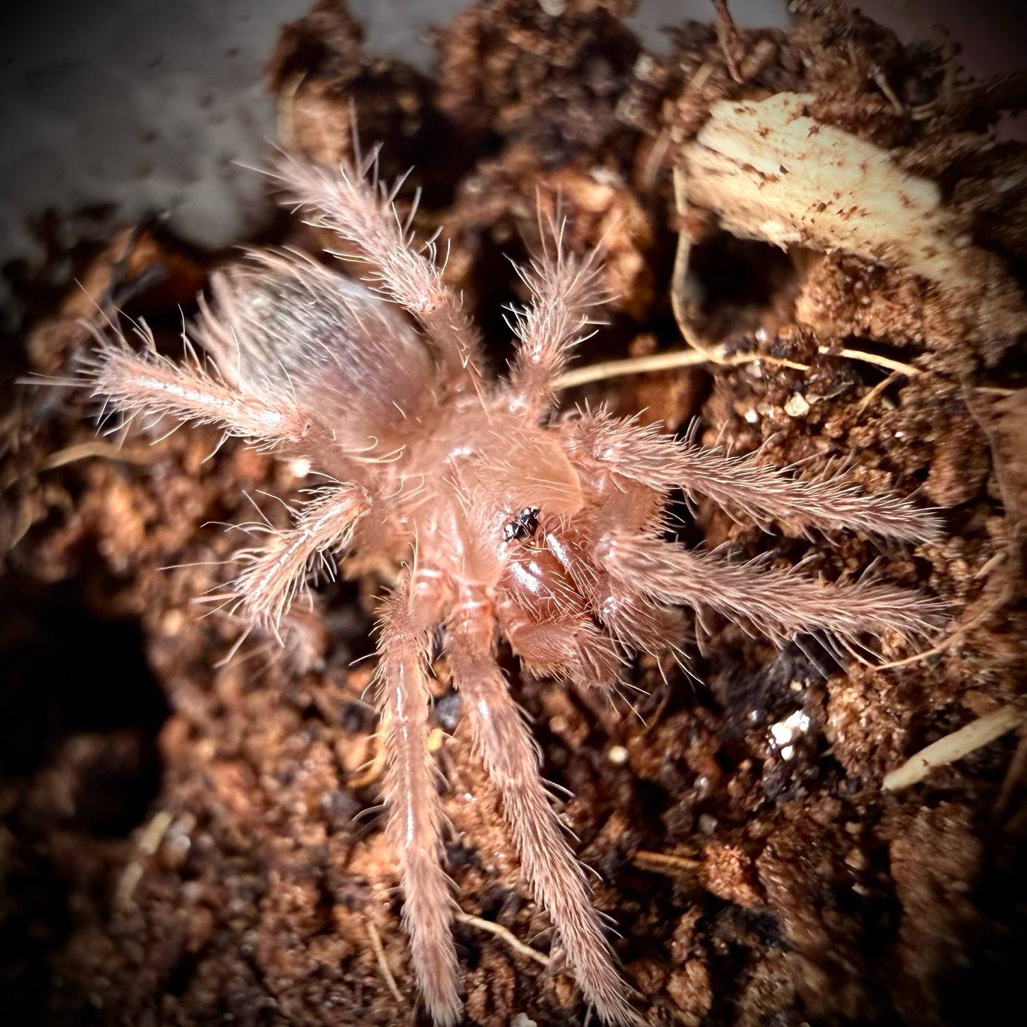 Citharacanthus cyaneus (1cm+)