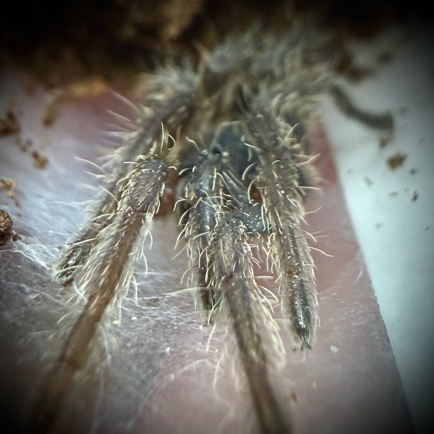Chilobrachys huahini (1cm+) Chilobrachys huahini (1cm+)