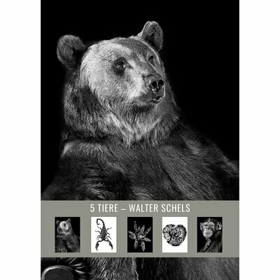 5 TIERE Postkartenset #7 Braunbär, Skorpion, Spinne, Schlange, Schimpanse