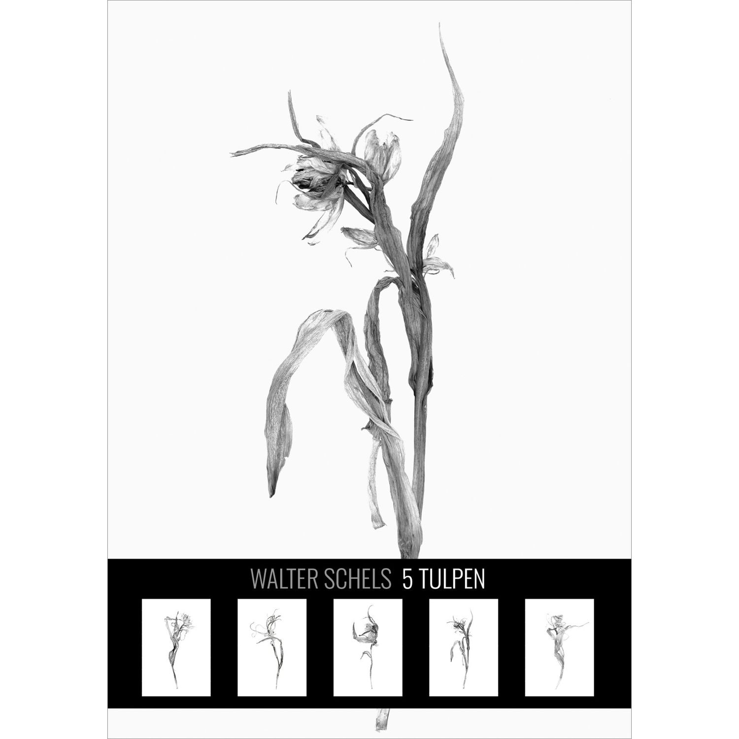 5 TULPEN | Postkartenset # 21