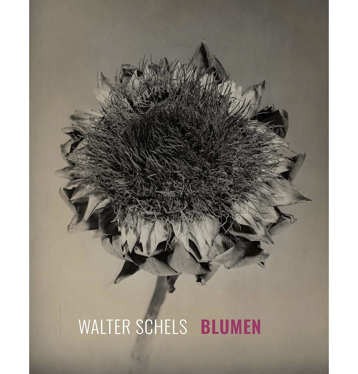Blumen | Magazin Blumen | Magazin