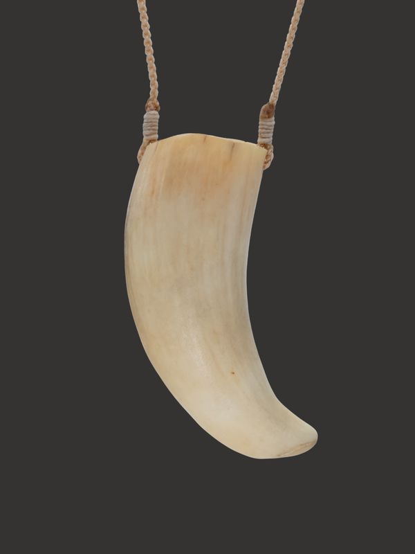 Moko Pounamu Rei Puta Genuine Whale Tooth - Kaipara