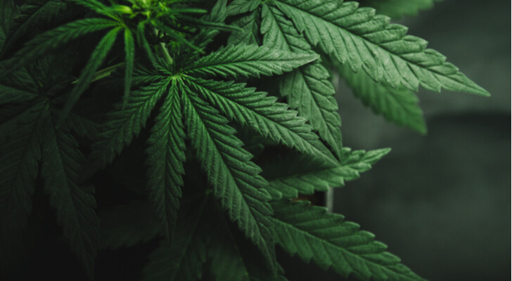 Invest in organicmarijuana.com