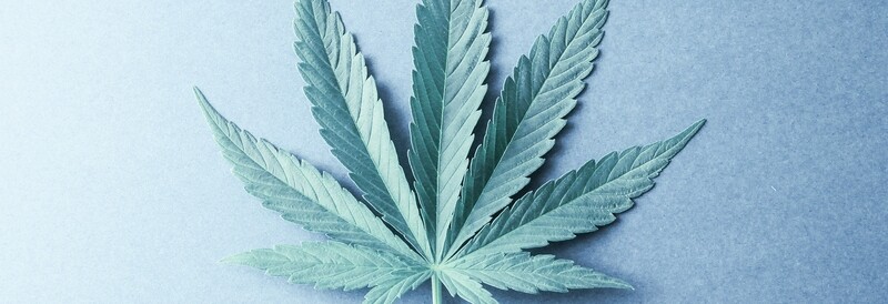 Invest  in organicmarijuana.com