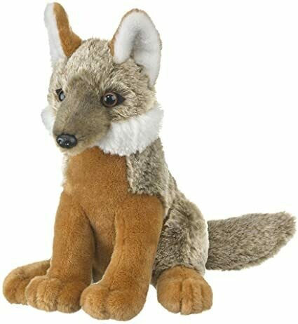 Gray Fox Gray Fox