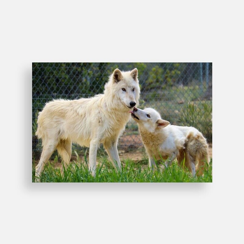Postcard Cassian & Nesta