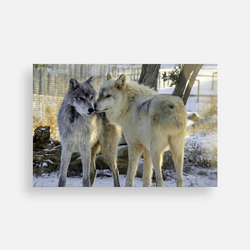 Postcard Irwin & Naia