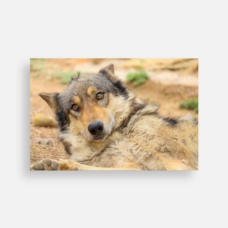 Postcard Balto