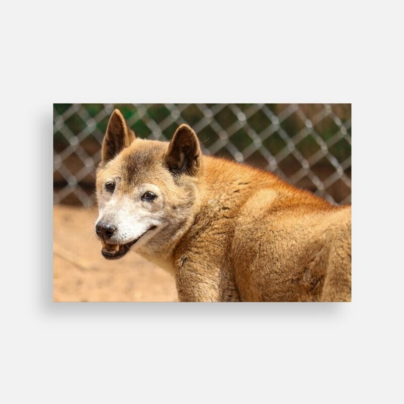Postcard Reba