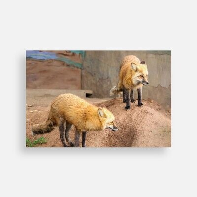 Postcard Foxes