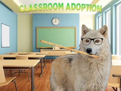 Classroom Adoption