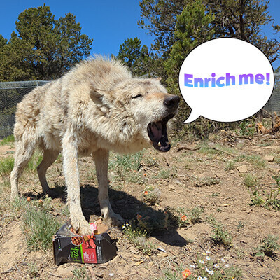 Daily Enrichment