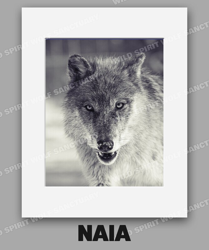 5x7" Matted Rescue Photo