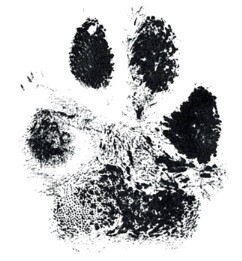 Sticker NGSD Paw