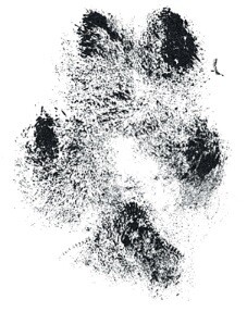 Sticker Fox Paw