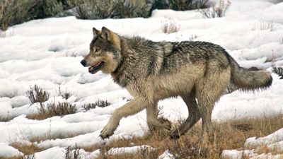 Trip to Yellowstone with Wild Spirit Staff