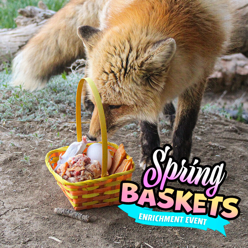 Seasonal Enrichment Events, Enrichment Type: Spring Basket