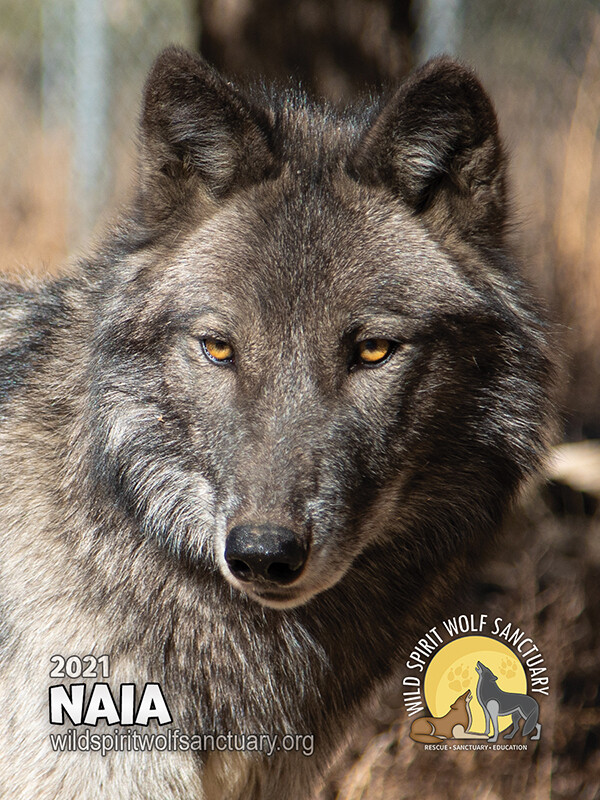 Wild Spirit Rescue Magnet Wild Spirit Rescue Magnet