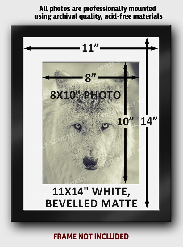 8x10" Matted Rescue Photo