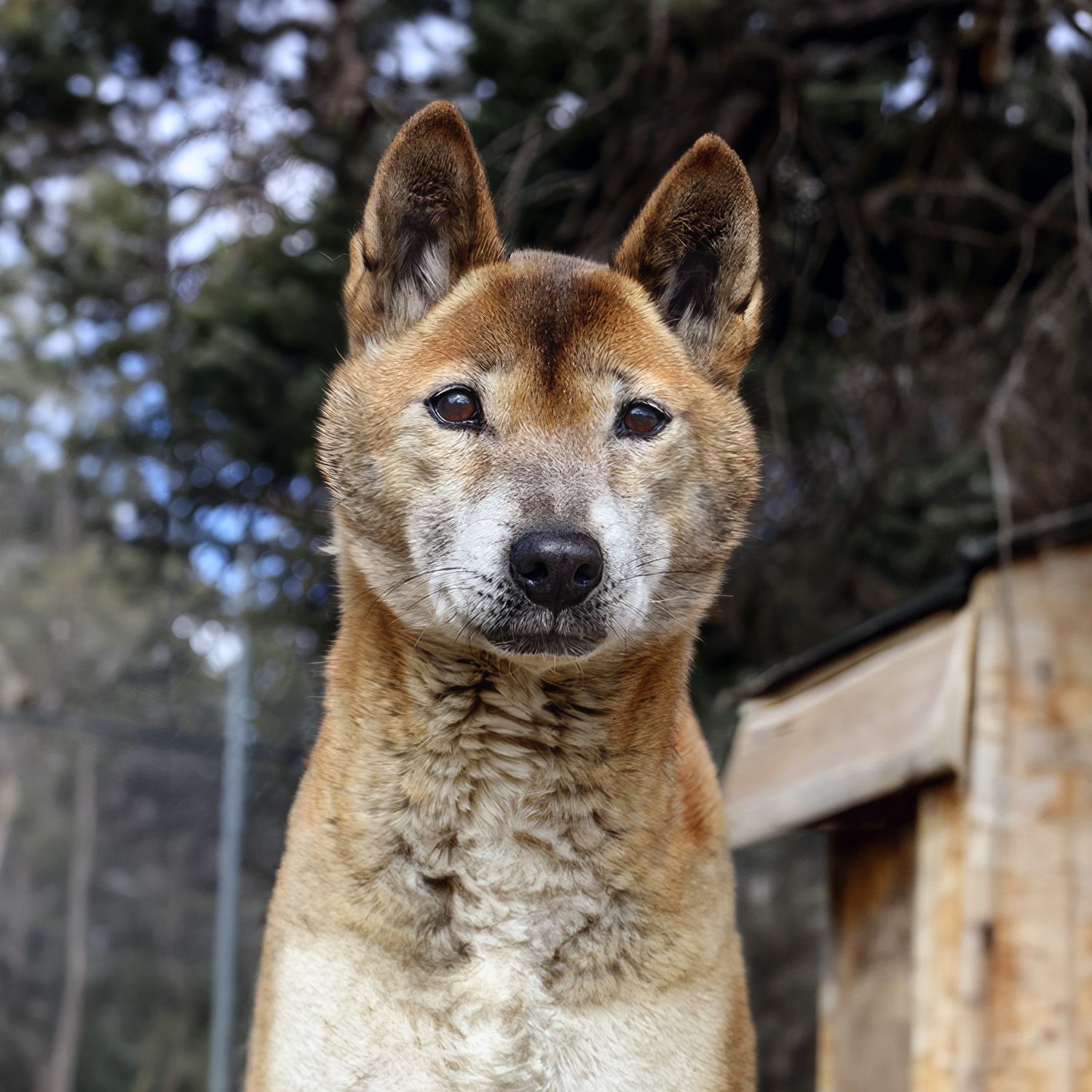 Bono the New Guinea Singing Dog Paw Print Canvases 8x10 Bono the New Guinea Singing Dog Paw Print Canvases 8x10"