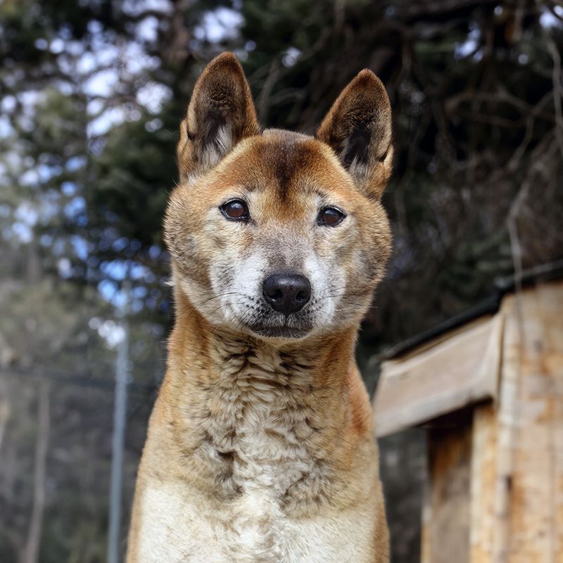 Bono the New Guinea Singing Dog Paw Print Canvases 8x10 Bono the New Guinea Singing Dog Paw Print Canvases 8x10"