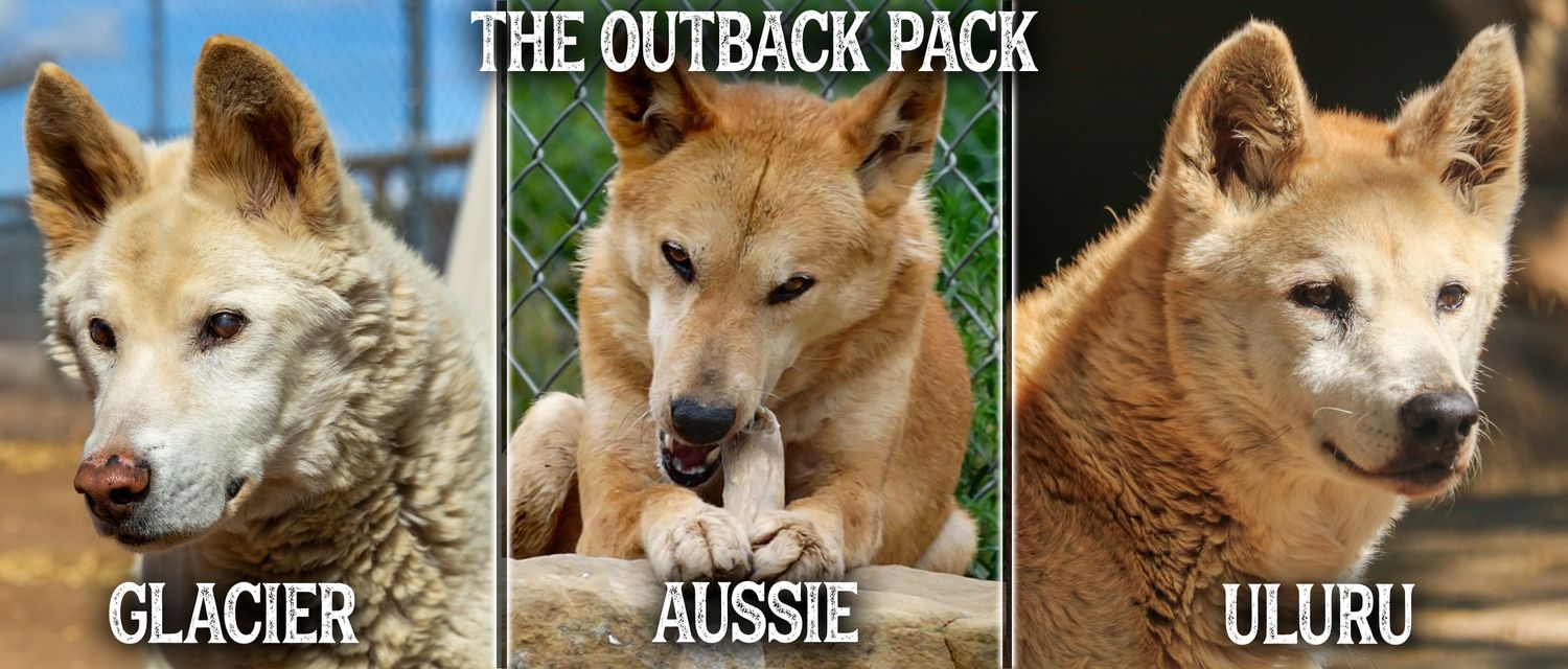 Outback Pack: Glacier, Aussie, & Uluru Paw Print Canvases 8x10 Outback Pack: Glacier, Aussie, & Uluru Paw Print Canvases 8x10"