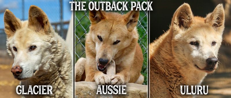 Outback Pack: Glacier, Aussie, & Uluru Paw Print Canvases 8x10 Outback Pack: Glacier, Aussie, & Uluru Paw Print Canvases 8x10"