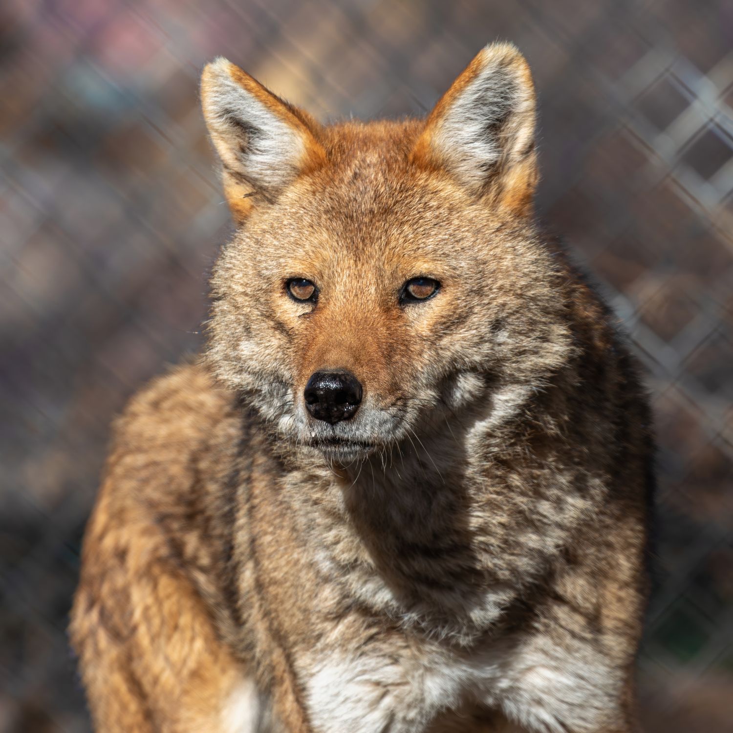 Jasa the Coyote Paw Print Canvases 8x10"