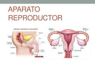 Sistema Reproductor