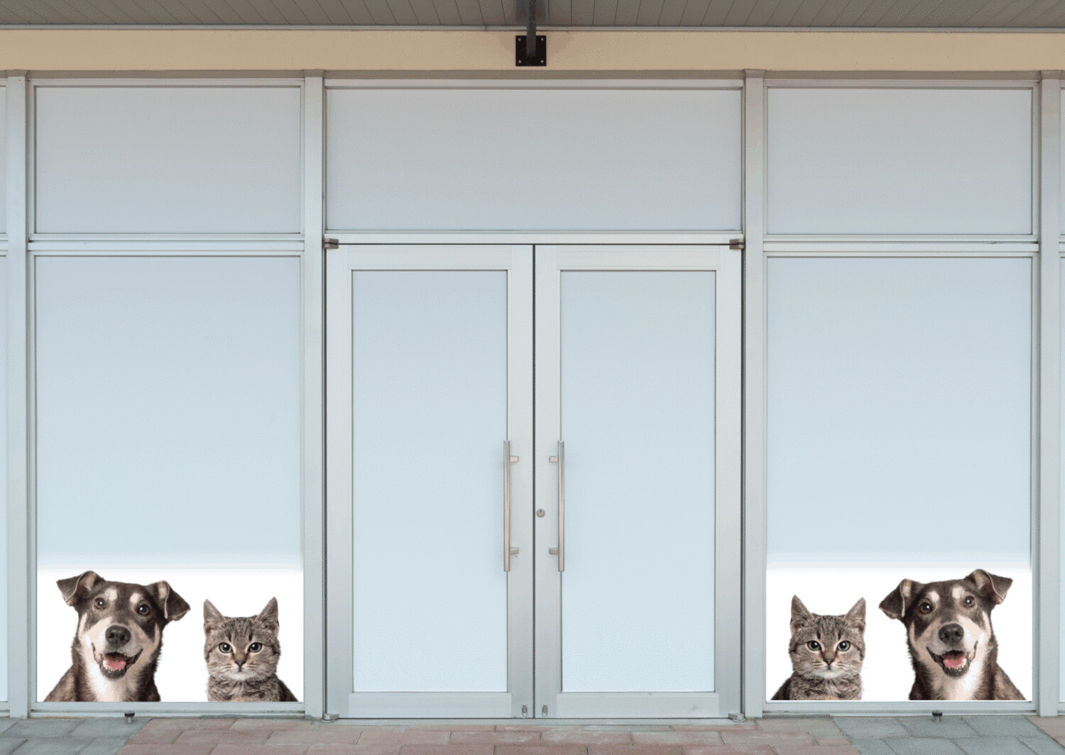 Cane e gatto
