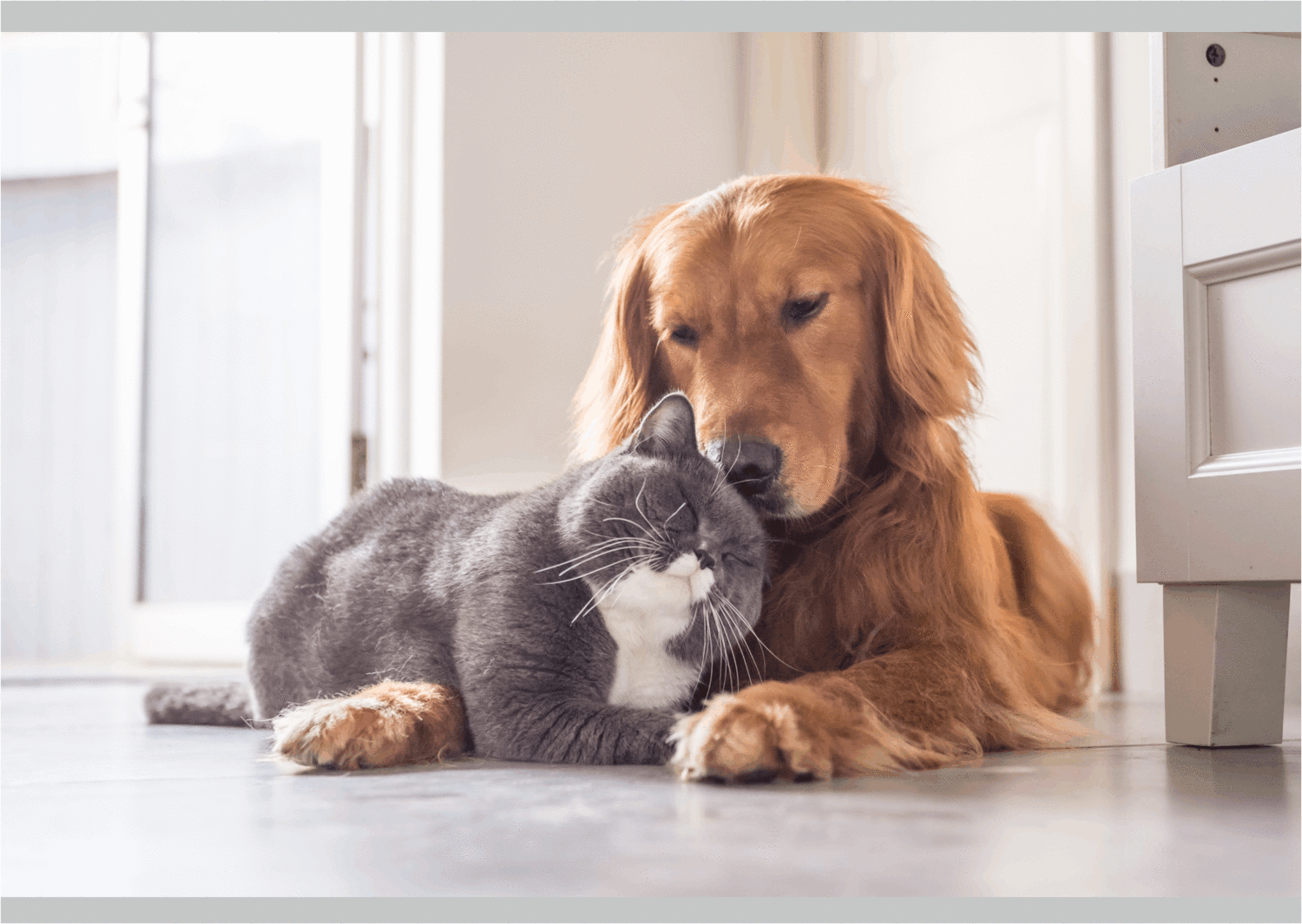 Gatto e cane