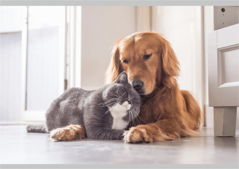 Gatto e cane