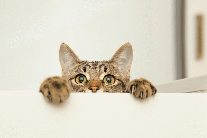 Gattino