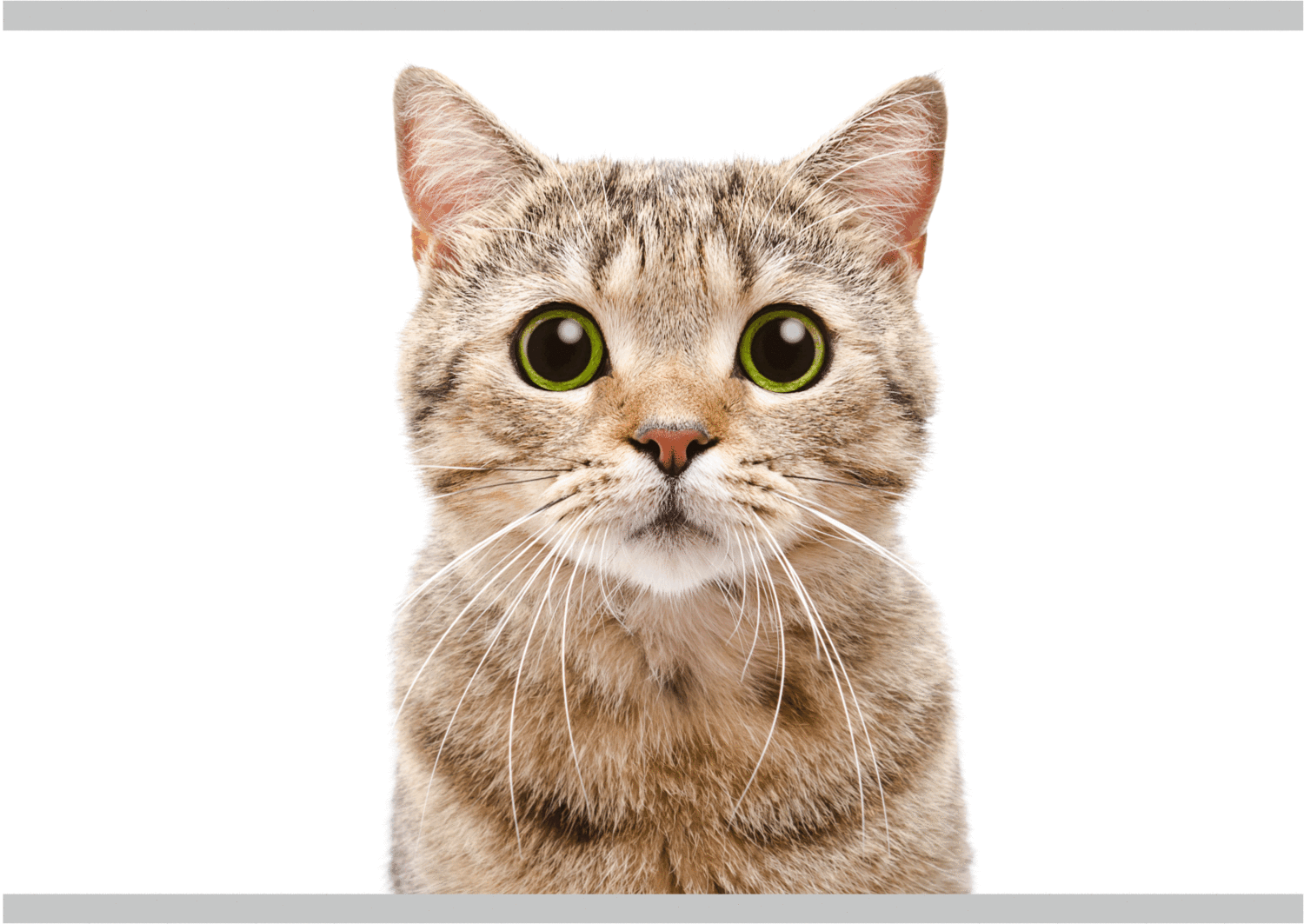 Gatto
