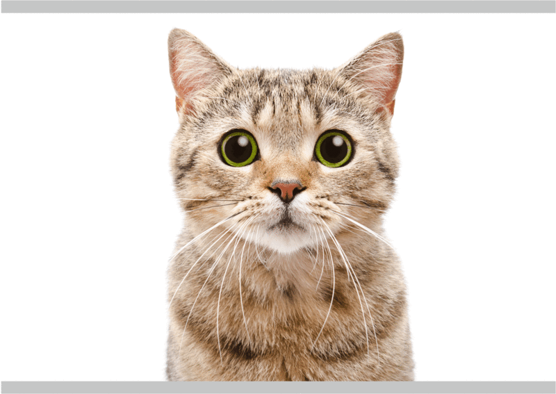 Gatto