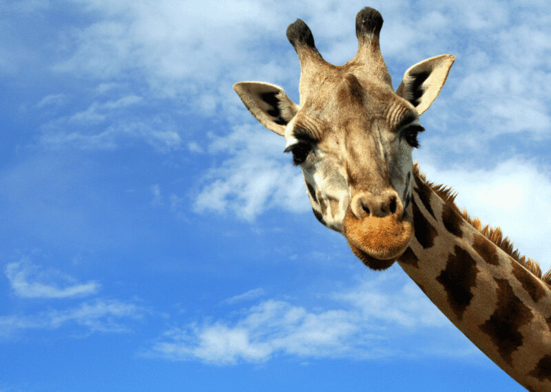 Giraffa