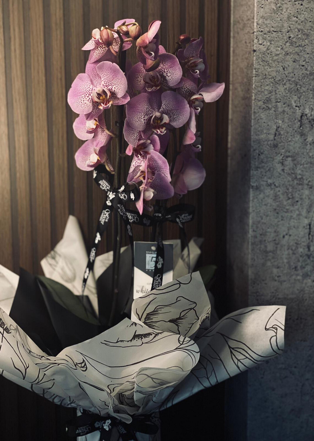Phalaenopsis Plant