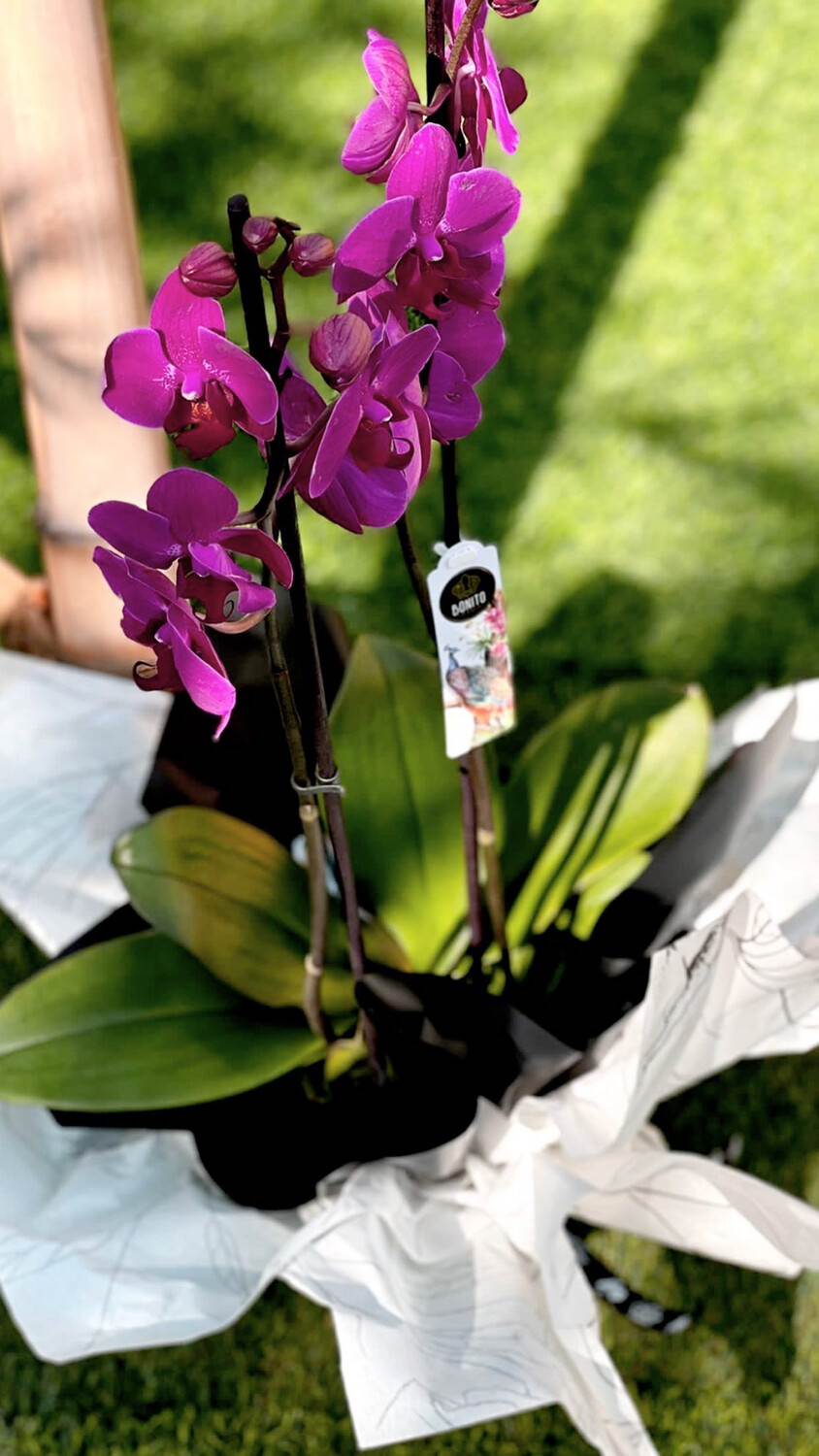 Phalaenopsis Plant