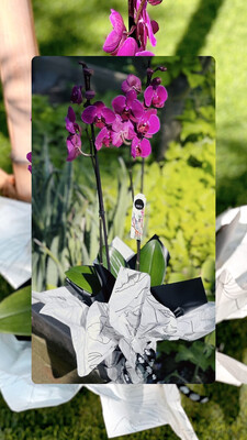 Phalaenopsis Plant