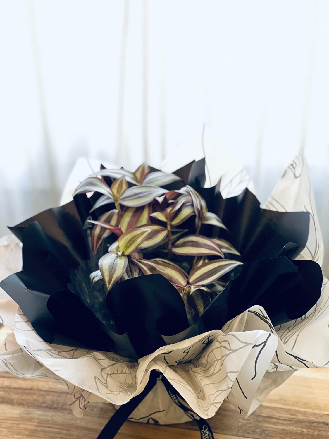 نبته Tradescantia Pallida