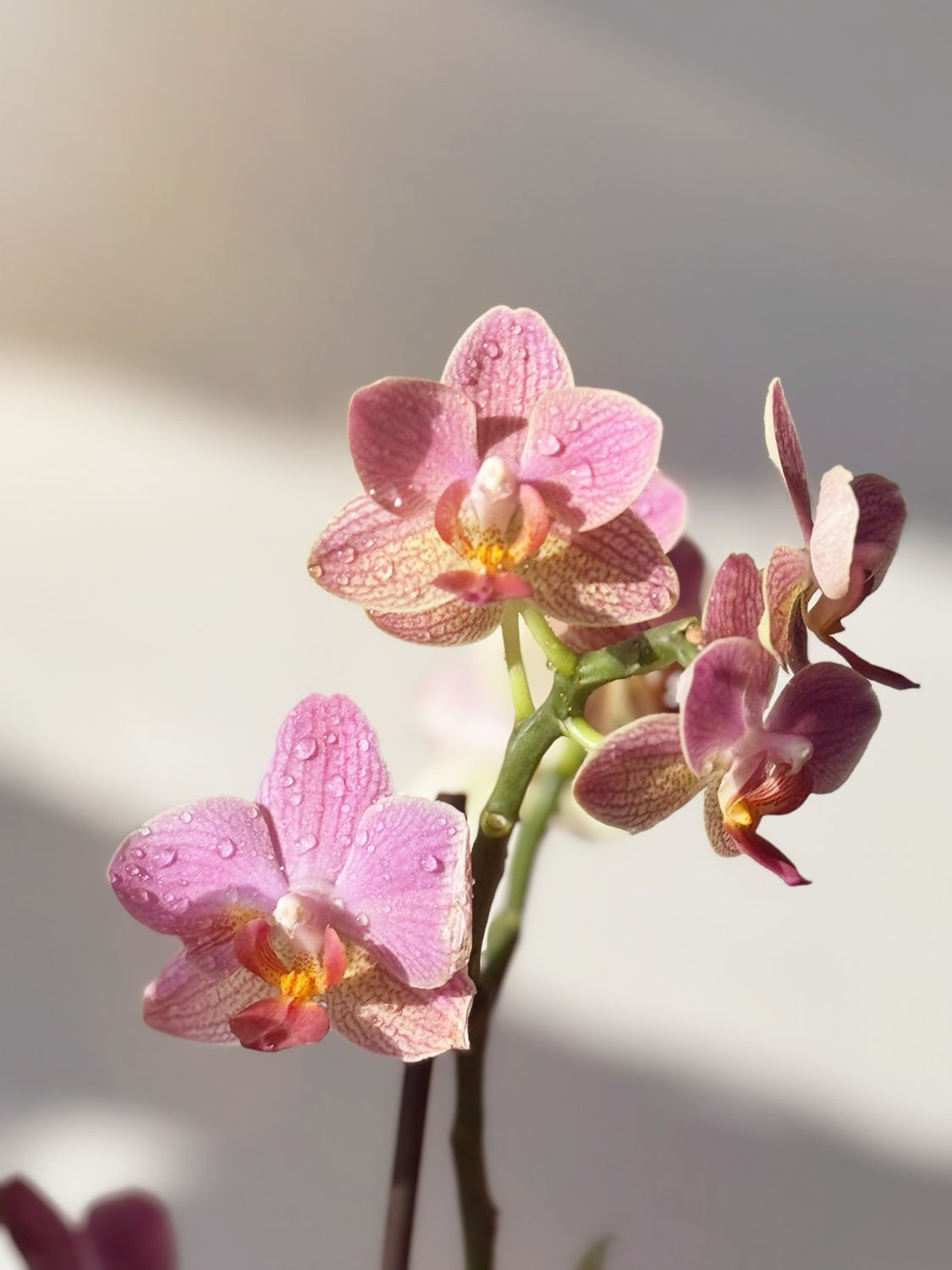 Phalaenopsis Plant