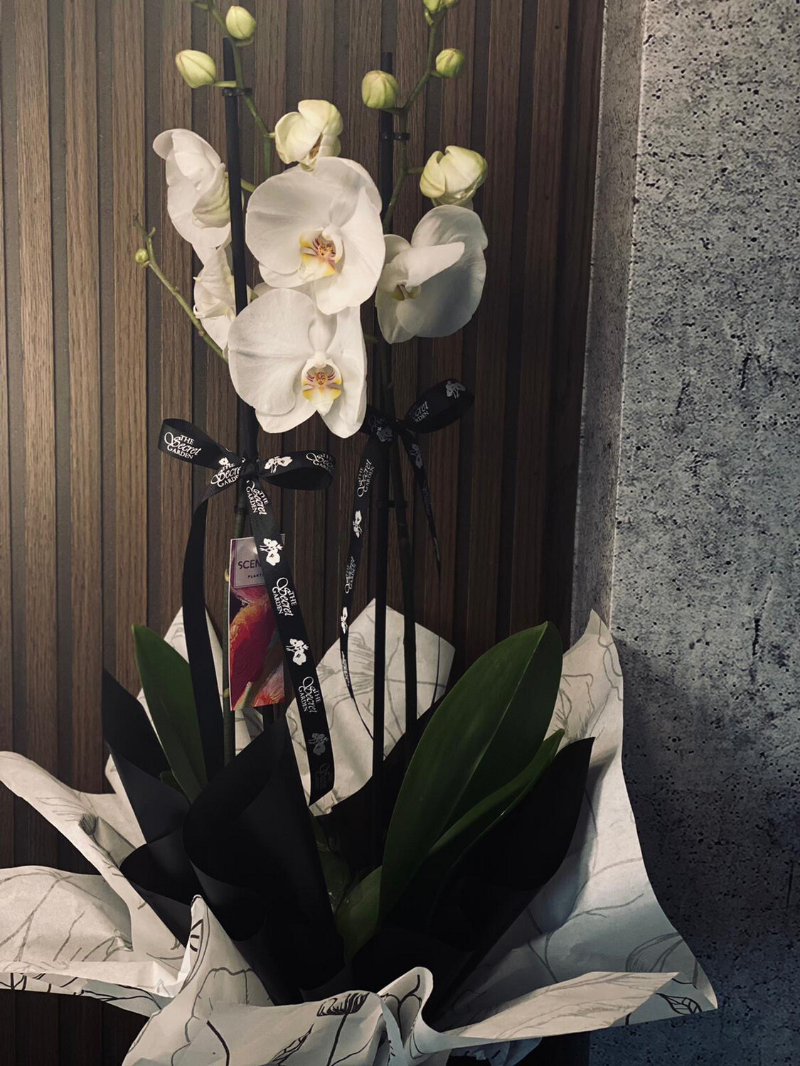 Phalaenopsis Plant
