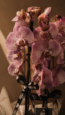 Phalaenopsis Plant