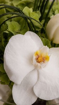 Orchid vase