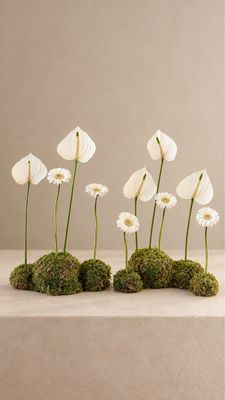 Flower flat moss ball