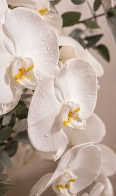 White vase big