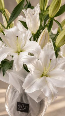 Lily’s
