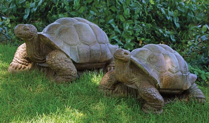 Medium Turtle