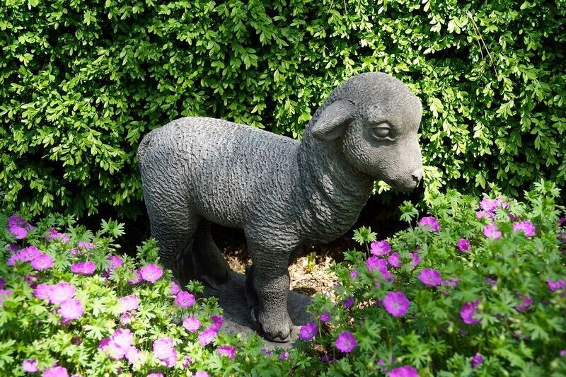 Lamb