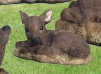 SLEEPING FAWN
